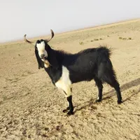 نر بز گلابی|حیوانات مزرعه|سبزوار, رباط|دیوار