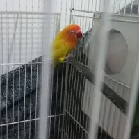 جفت کوتوله|پرنده|مشهد, هدایت|دیوار