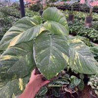 فروش ویژه پتوس و زاموفیلیا برگ پهن