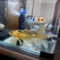 ماهی کوی سوپرباله پوست چرم