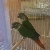 گرینچیک مولد واقعی