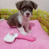 توله شیتزو اشپیتز|سگ|مشهد, شاهد (شهرک غرب)|دیوار