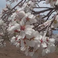 بادام  یه پوست امسال شیره انگور|عمده‌فروشی|تاکستان, |دیوار