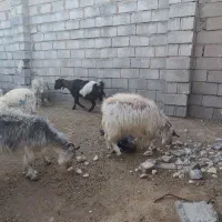 بز گوسفند|حیوانات مزرعه|کرمان, |دیوار