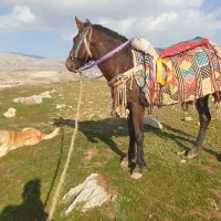 اسب|اسب و تجهیزات اسب‌سواری|آبدانان, |دیوار