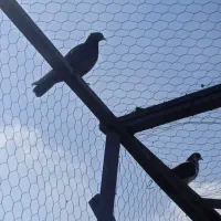 کبوتر|پرنده|رشت, جانبازان|دیوار