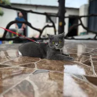 گربه بریتیش گمشده