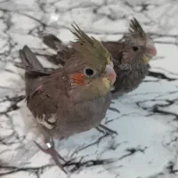 جوجه عروس هلندی