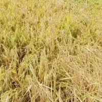 بذربرنج علی کاظمی|کلکسیون و سرگرمی|شیروان (لرستان), |دیوار