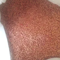بذر گندم آذر ۲