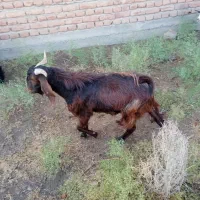 بزغاله نر گوشتی و نگهداری