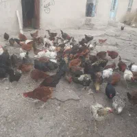 مرغ وخروس جوان