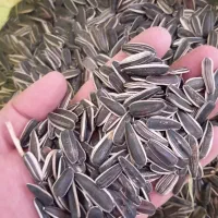 فروش تخمه خام و شور