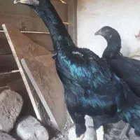 خواهان تخم مرغ نطفه دار تضمینی به شرط