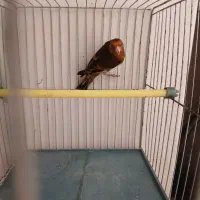 سهره قناری نر سرخ آنتیک