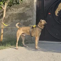 سگ سرابی ۱۴ماهه نر|سگ|ماهدشت, |دیوار