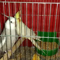 عروس هلندی|پرنده|کرمان, |دیوار