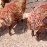 میش داشتی  جاده بردسکن