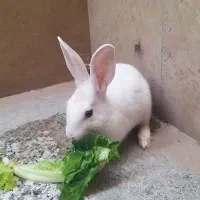 خرگوش