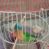 طوطی برزیلی دستی|پرنده|فردیس, فرامرزیه|دیوار