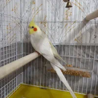 عروس هلندی نر سخنگو یک ساله