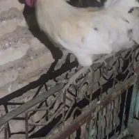 شوش شهر فتح المبین