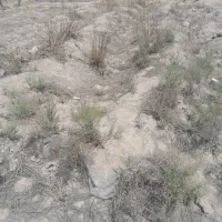 شهریاروحیدیه شفیع اباد