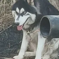 واگذاری سگ هاسکی