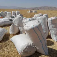 کاه گندم در شهر لالی