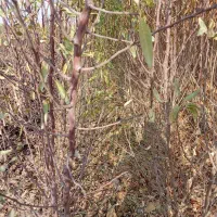 فروش نهال آقای رحمانی با20سال سابقه|خدمات باغبانی و درختکاری|محمدیه-قزوین, |دیوار