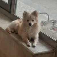 پامر|سگ|شاهین‌شهر, گزبرخوار|دیوار