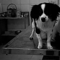 سلام یه ماده اشپیز دارم|سگ|اهواز, شهرک شهید عباس پور|دیوار