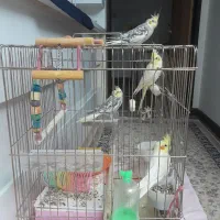 عروس هلندی