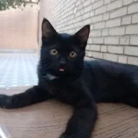 دوعدد توله گربه نر وماده وبانمک