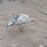 فروش باقیمت مناسب|حیوانات مزرعه|بم, |دیوار