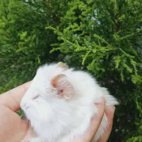 خوکچه هندی فشن|موش و خرگوش|کوچصفهان, |دیوار