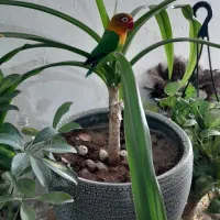 طوطی کوتوله