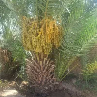 زمین فروشی پشت هتل علمدار|فروش زمین و ملک کلنگی|بافق, |دیوار