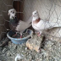 کبوتر طوقی|پرنده|کرمانشاه, |دیوار