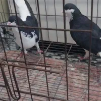چند عدد رنگی قیمت ناسب