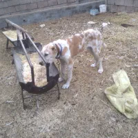 توله ۶ماه ماده معاوضه با سگ گله هم دارم