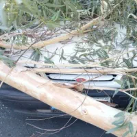 پراد۹۵تمامرنگبخاطرسقوطدرختسمترانندهرنگندا|خودرو سواری و وانت|جیرفت, |دیوار