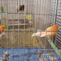 قناری سرخ|پرنده|زیباشهر, |دیوار