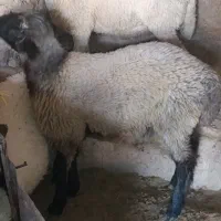 بز و بره سه عدد|حیوانات مزرعه|اسفیچ, |دیوار