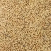 گندم دیم کمباین معمولی