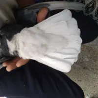 نرماده زاغ دمسفید|پرنده|کرمان, |دیوار