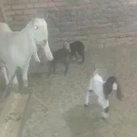 یک راس بز با سه بزغاله|حیوانات مزرعه|گناباد, |دیوار