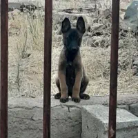 توله مالینیوز