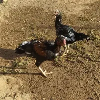 مرغ و خروس لاری|حیوانات مزرعه|کوهدشت, |دیوار