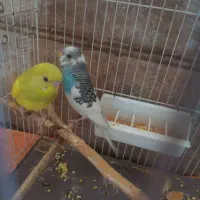 مرغ عشق سالم وسرحال|پرنده|ری, ظهیرآباد|دیوار